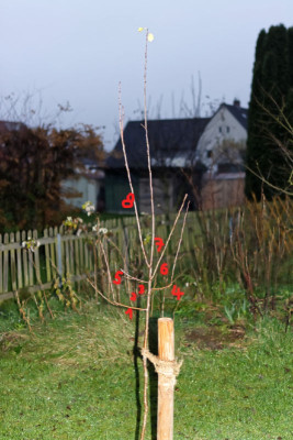 2_Juna Dezember_Z_FO.jpg
