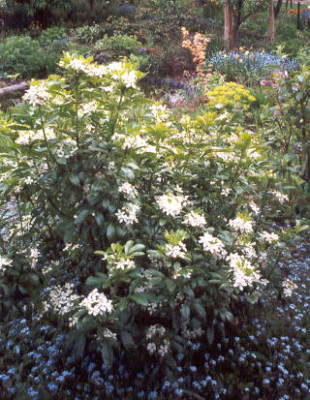 Choysia_ternata_Fruhlingsblute.jpg