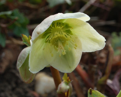 Lenzrose_Silver_Moon_gruenlich__N_0036.jpg