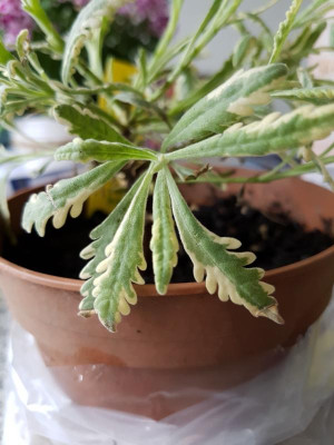 20180130_114505.jpg