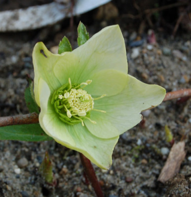 Helleborus_hellgelb__K_0032.jpg