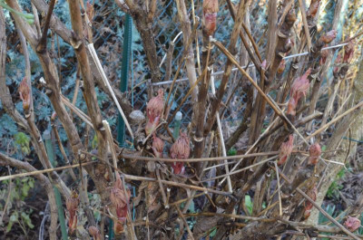 Paeonia_rockii.18-1.jpg