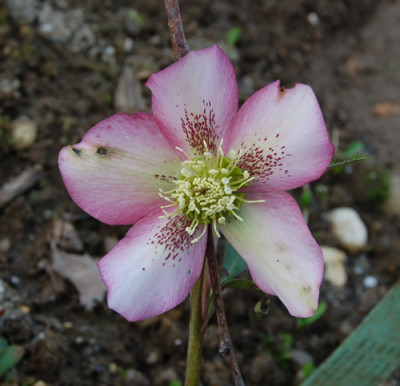 Helleborus_weisskarminrot_K_0022.jpg