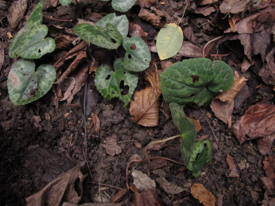 cyclamenfrass.img.JPG