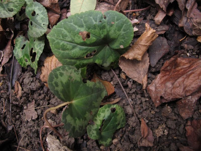 cyclamenfrass1.img.JPG