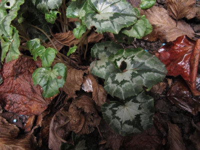cyclamenfrass2.img.JPG