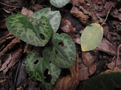 cyclamenfrass5.img.JPG