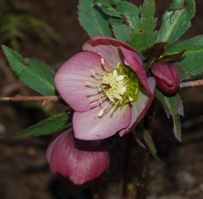 Helleborus_roetlich_mit_schiefergruen__K_0026.jpg