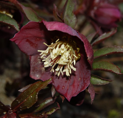 Helleborus_braunrot__K_0017.jpg