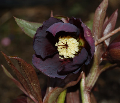 Helleborus_fast_schwarz_K_0028.jpg