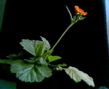 orangesBluemlein_004b.jpg