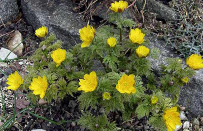 Adonis_amurensis_hort.__Fukujukai_2007-02-25.JPG