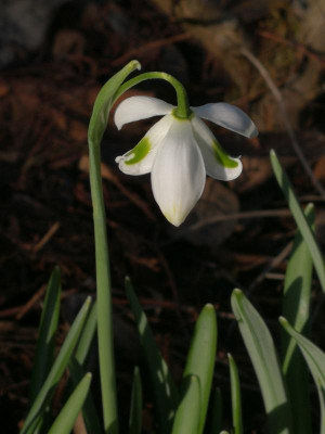IMG_20180130_122435_Galanthus.jpg