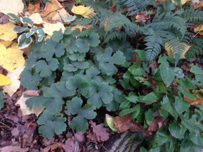 Hepatica transsilvanica 'Conny Greenfield'2018.jpg
