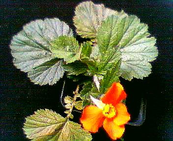 orangesBluemlein_002c.jpg