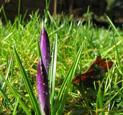comp_1Garten24.02.07_021.jpg