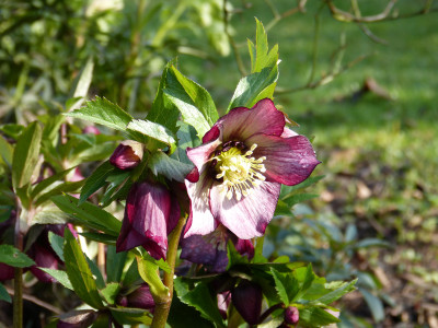 2018-01-27 Helleborus x hybridus 'Roter Januar'.jpg