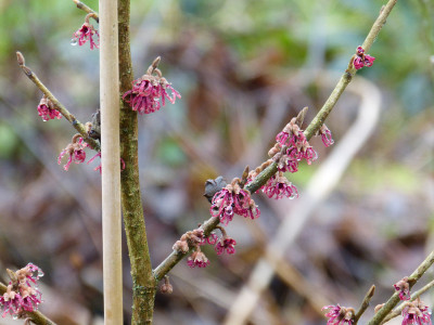 2018-01-26 Hamamelis x intermedia 'Amethyst'.jpg