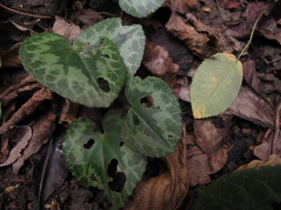 cyclamenfrass.3.img.JPG