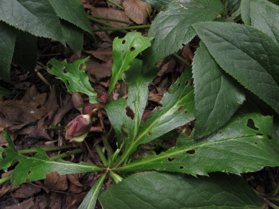 helleborusfrass.img.JPG