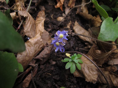 hepaticafrass.img.JPG