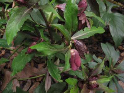 helleborusfrass1.img.JPG