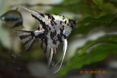 Aquariumbilder Feb 18 007.JPG