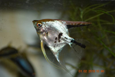 Aquariumbilder Feb 18 012.JPG