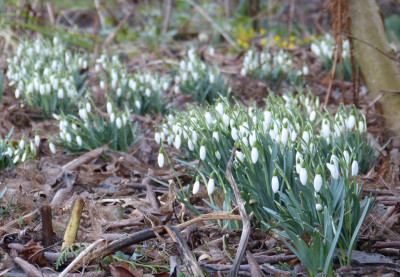 2018-02-01 Galanthus nivalis 1.jpg