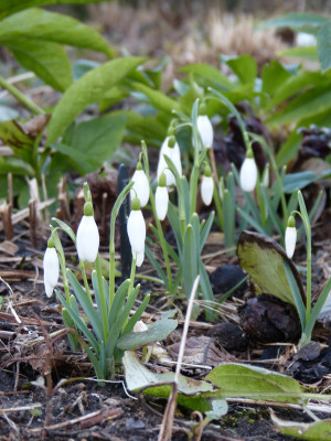2018-02-01 Galanthus nivalis 'Magnet'.jpg