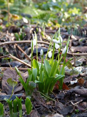 2018-02-01 Galanthus woronowii.jpg