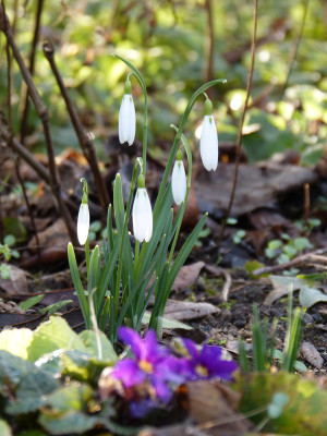 2018-02-01 Galanthus 'Wasp'.jpg