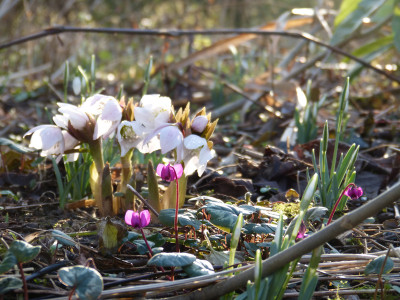 2018-02-01 Cyclamen coum.jpg