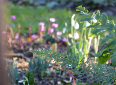 2018-02-01 Gartenimpressionen 1.jpg