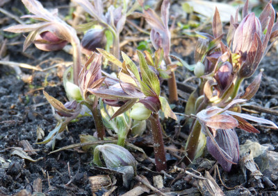 2018-02-01 Helleborus purpurascens.jpg