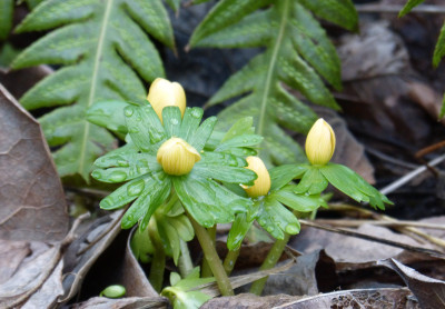 2018-02-01 Eranthis hyemalis 'Schwefelglanz'.jpg