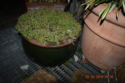 Delosperma 002.JPG