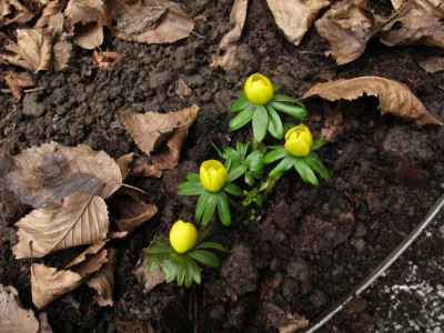 eranthis18.img.JPG