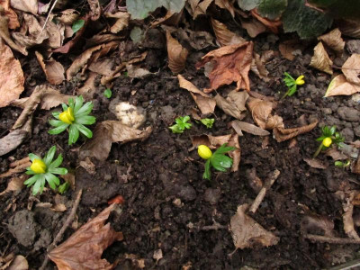 eranthis118.img.JPG