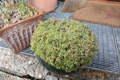 Delosperma 002.JPG