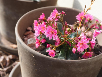 Lewisia cotyledon P2030036.JPG
