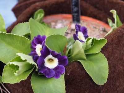 Primula Auricula P2030028.JPG