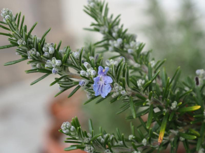 Rosmarinus officinalis 'Rex' P2030022.JPG