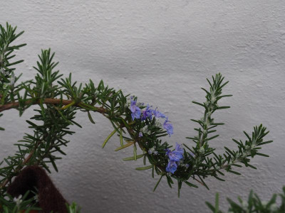 Rosmarinus officinalis Prostratus P2030020.JPG