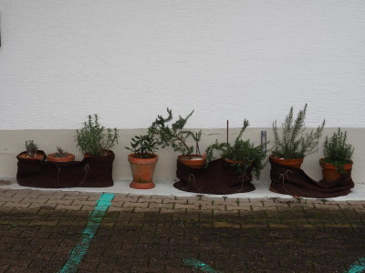 Tontöpfe Lavendel Rosmarin P2030016.JPG
