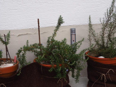 Rosmarinus officinalis Prostratus P2030019.JPG