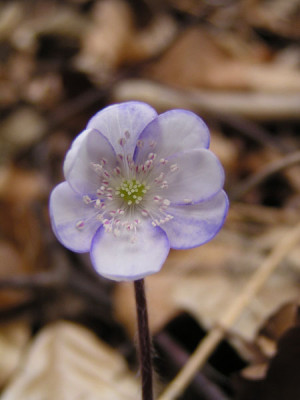 hepatica_blauweiss.jpg