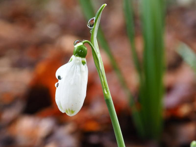 Galanthus elwesii Dehner 1 P2030004.JPG