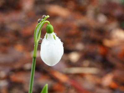 Galanthus elwesii Dehner 2 P2030005.JPG
