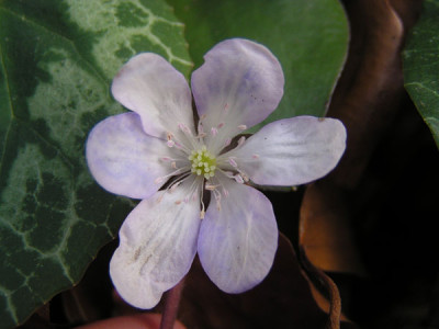 hepatica_blauweiss2.jpg